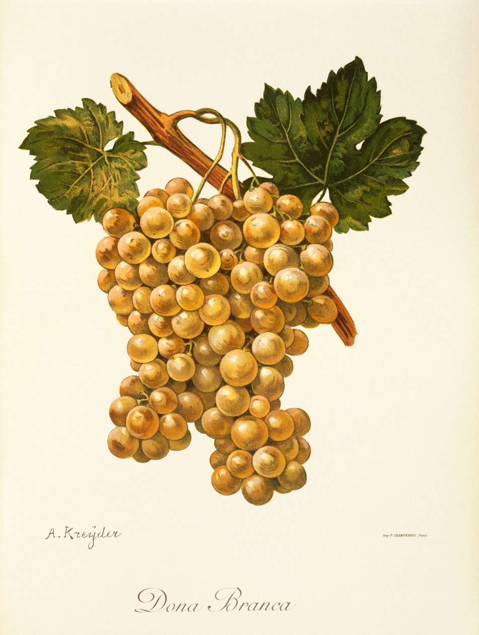 Dona Branca üzümü, A. Kreyder by Alexis Kreyder