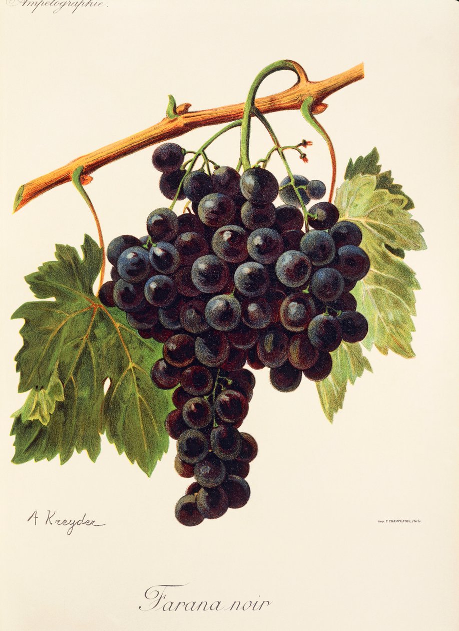 Farana Noir üzümü, A. Kreyder by Alexis Kreyder