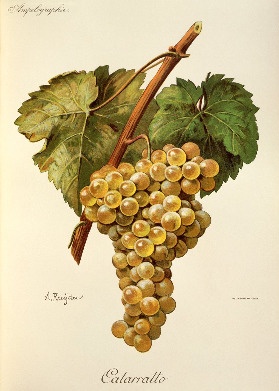 Fiano üzüm, A. Kreyder by Alexis Kreyder