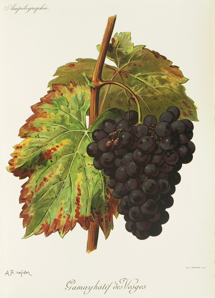 Vosges üzümünden Gamay Hatif, A. Kreyder by Alexis Kreyder