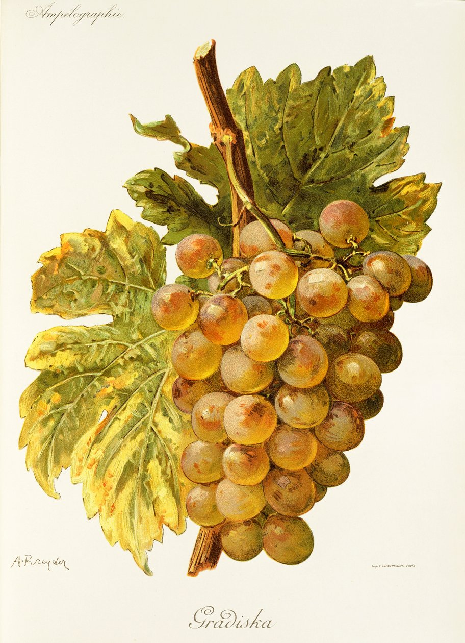 Gradiska üzümü, A. Kreyder by Alexis Kreyder