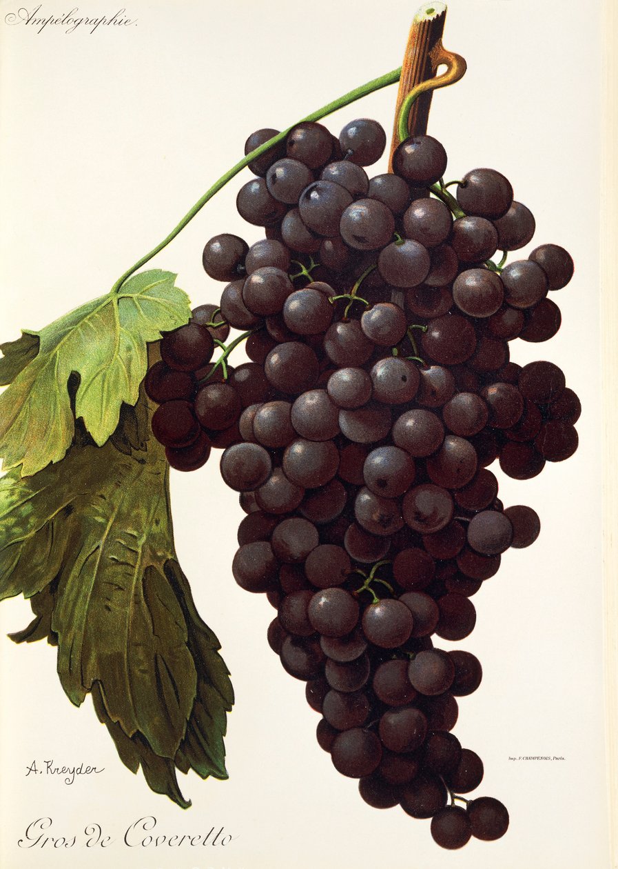 A. Kreyder tarafından Gros de Coveretto üzüm by Alexis Kreyder