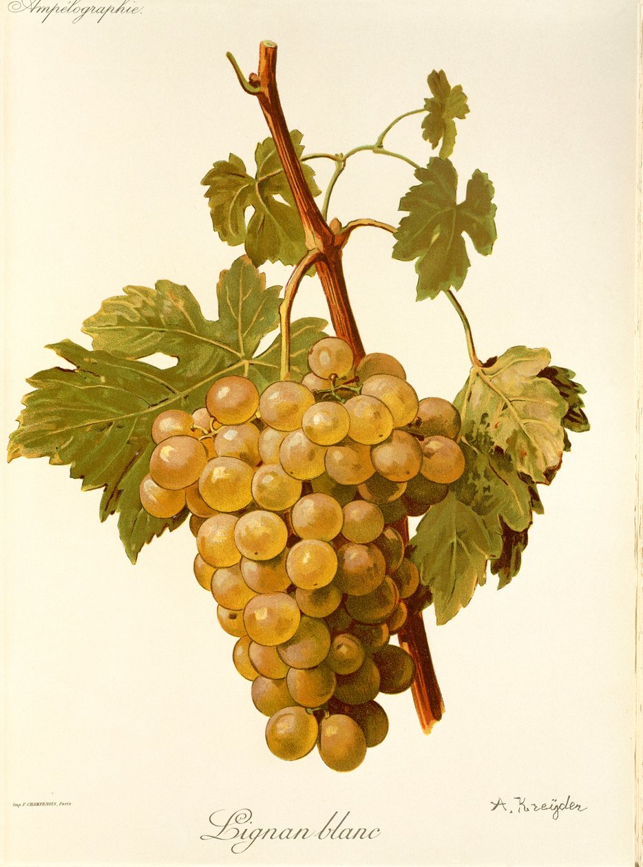 A. Kreyder tarafından Lignan Blanc üzüm by Alexis Kreyder