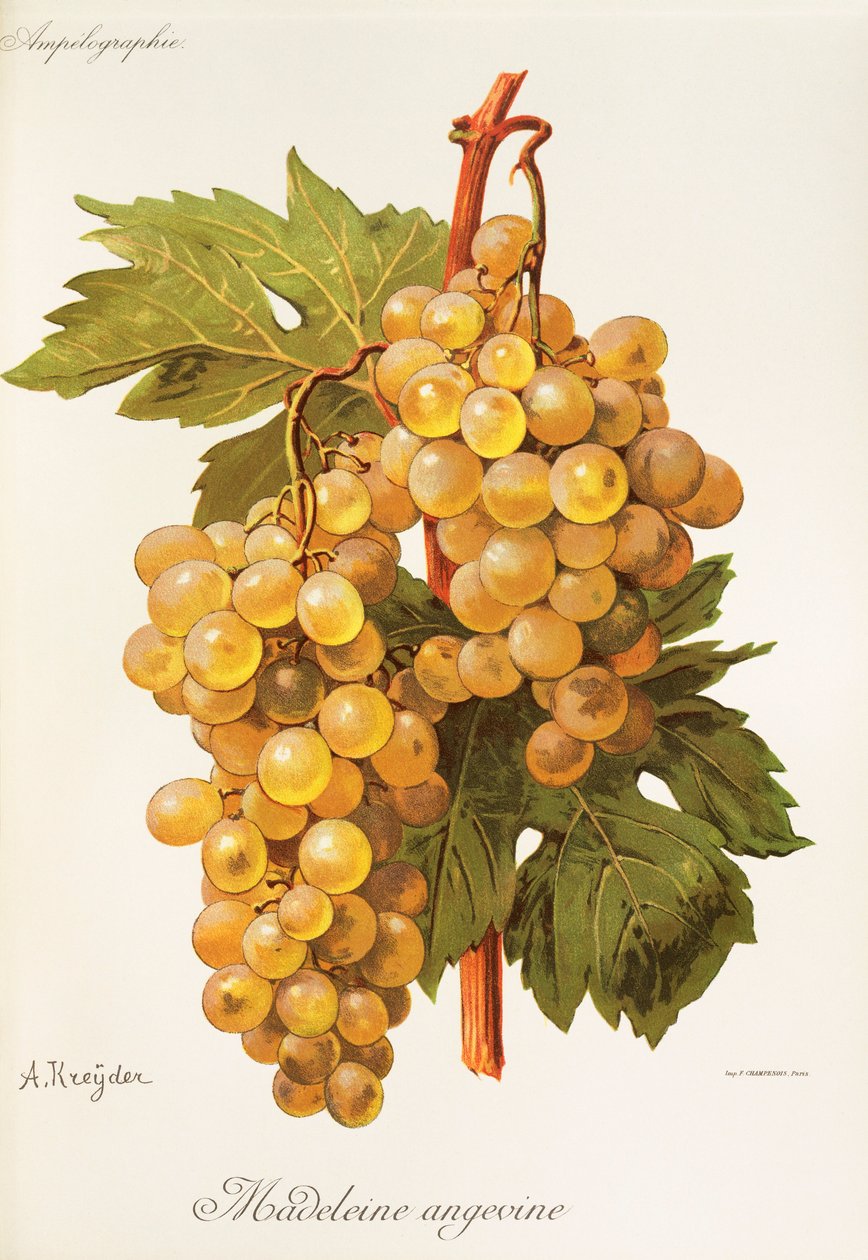 A. Kreyder Madeleine Angevine üzümü by Alexis Kreyder