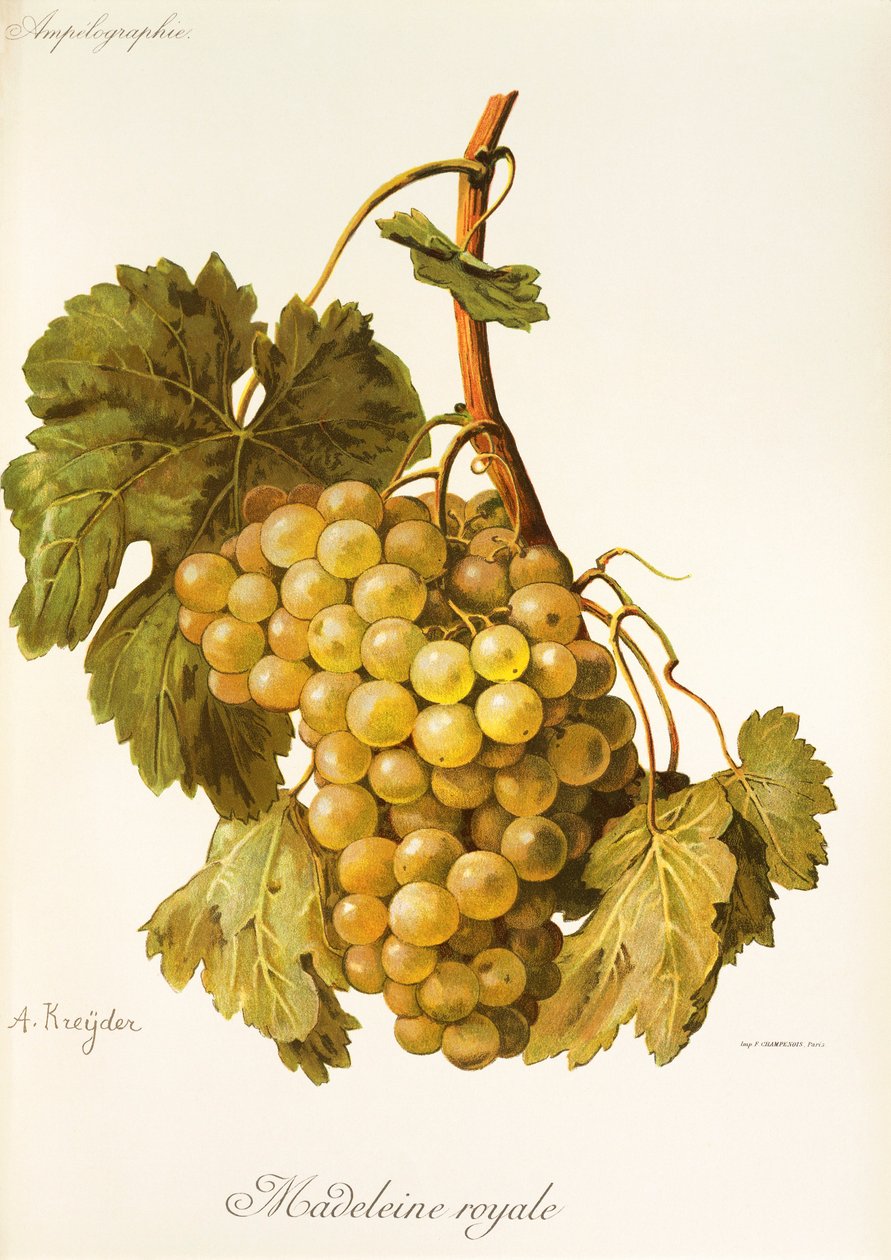 A. Kreyder tarafından Madeleine Royale üzüm by Alexis Kreyder