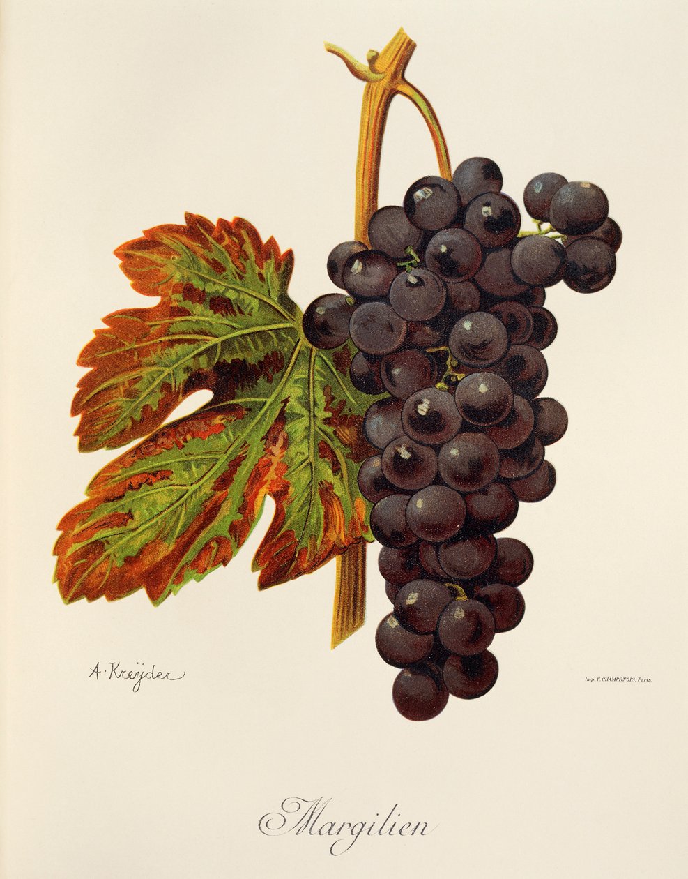 Margilien üzümü, A. Kreyder by Alexis Kreyder