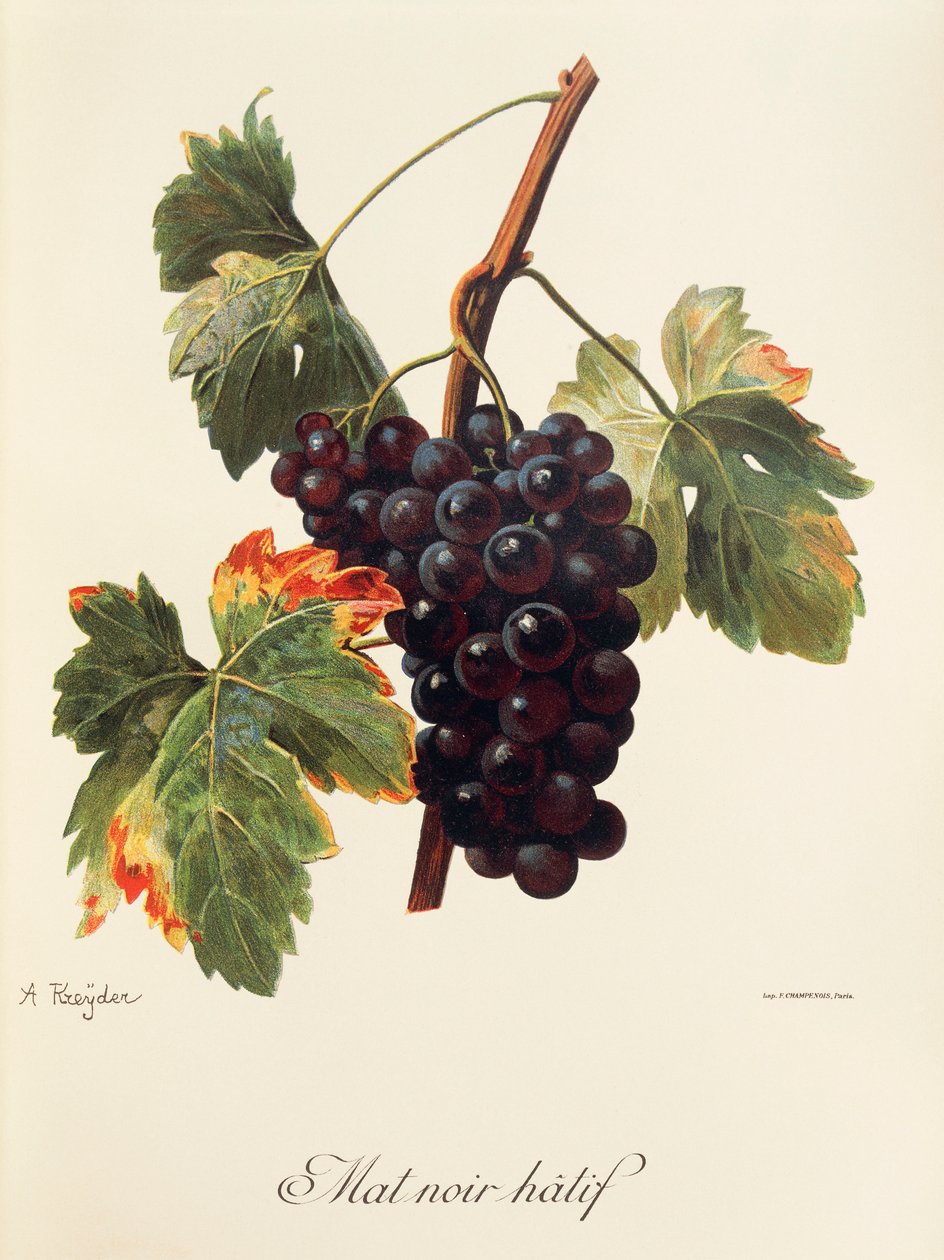 Mat Noir Hatif üzümü, A. Kreyder by Alexis Kreyder
