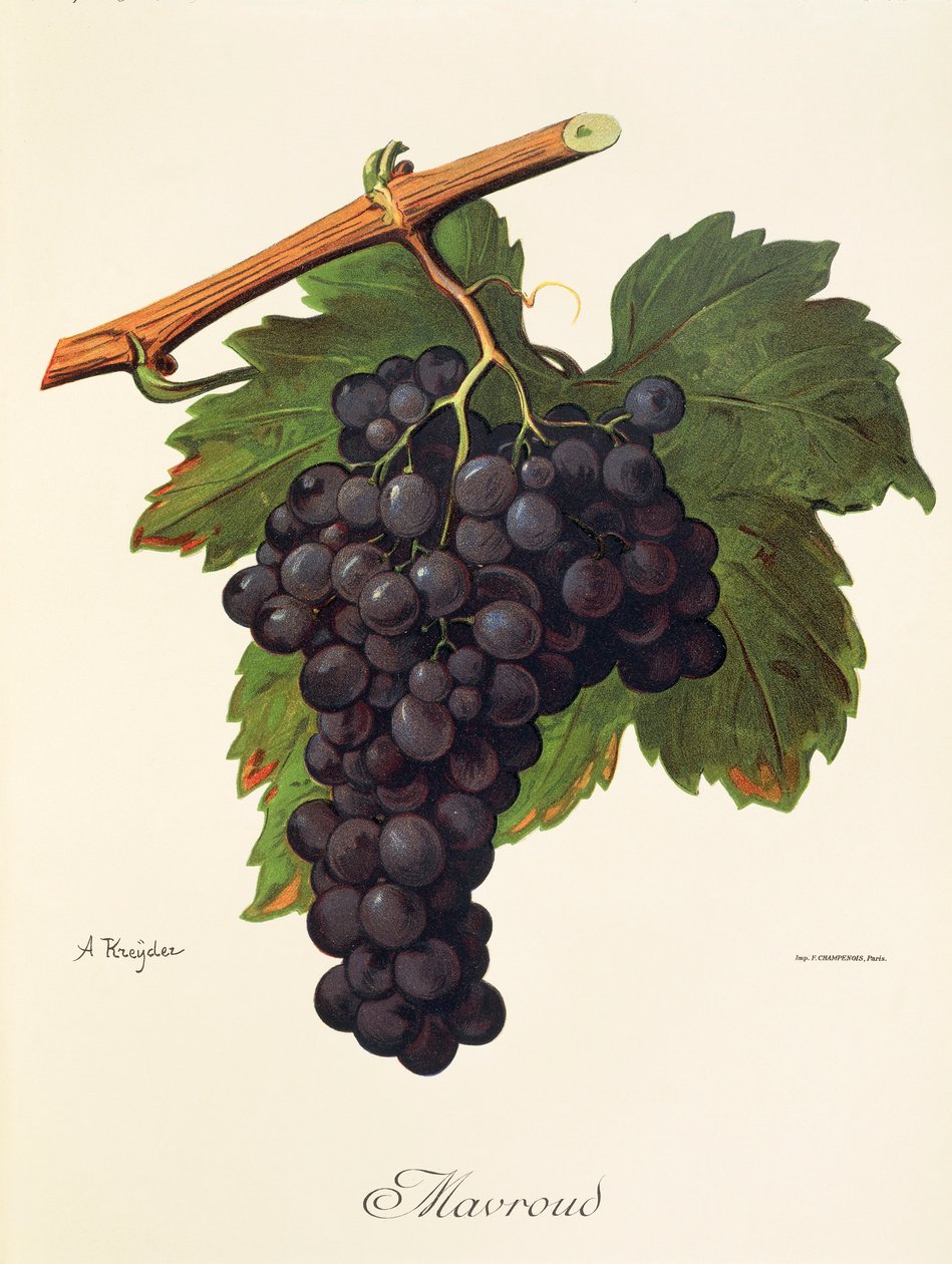 A. Kreiter