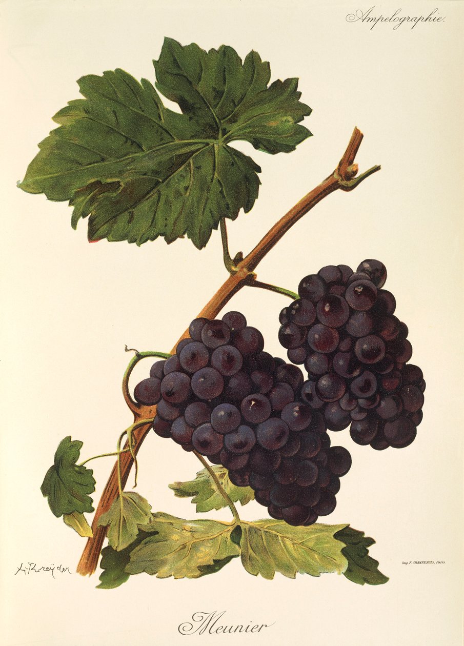 Meunier üzümü, A. Kreyder by Alexis Kreyder