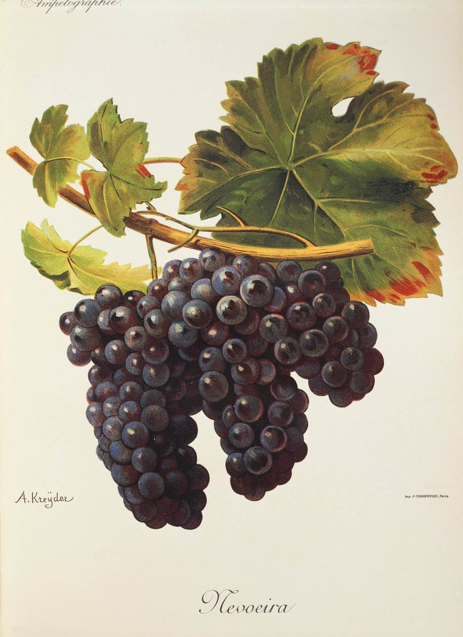A. Kreyder tarafından Mevoeira üzümü by Alexis Kreyder