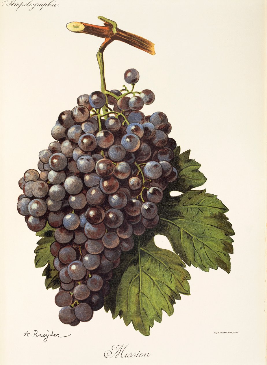 A. Kreyder tarafından misyon üzüm by Alexis Kreyder