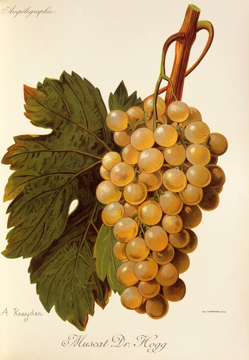 Muscat Dr. Hogg üzümü, A. Kreyder by Alexis Kreyder