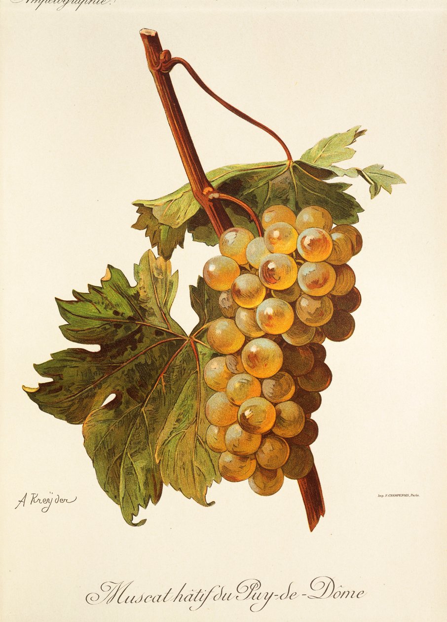 Muscat Hatif du Puy-de-Dome üzümü, A. Kreyder by Alexis Kreyder