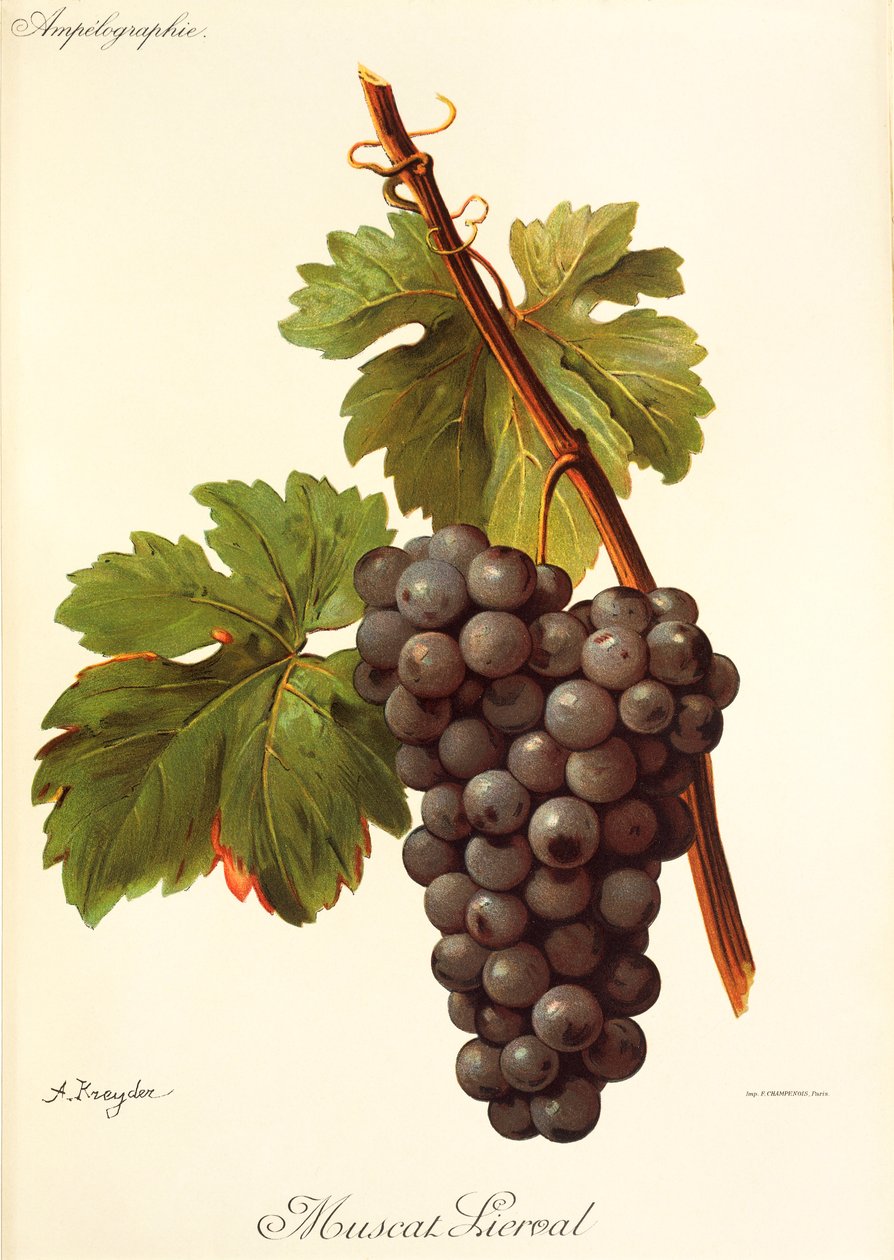 A. Kreyder tarafından Muscat Lierval üzümü by Alexis Kreyder