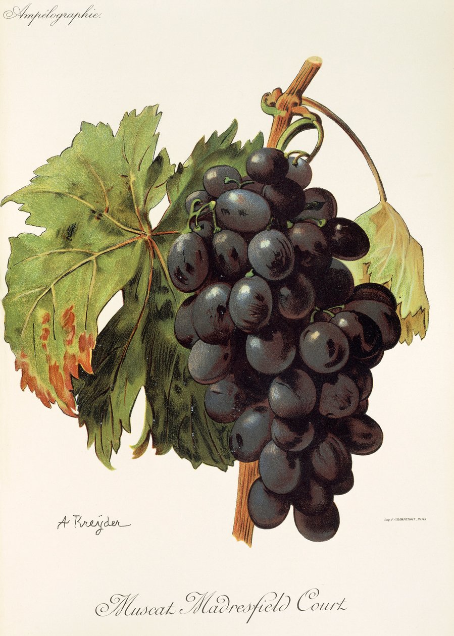 Muscat Madrefield Court üzümü, A. Kreyder by Alexis Kreyder