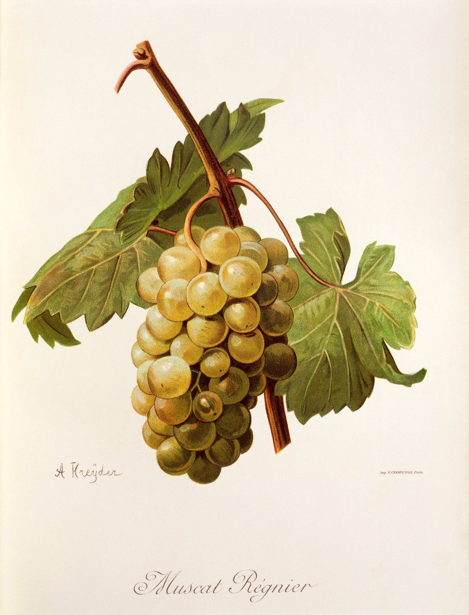 A. Kreyder tarafından Muscat Regnier üzümü by Alexis Kreyder