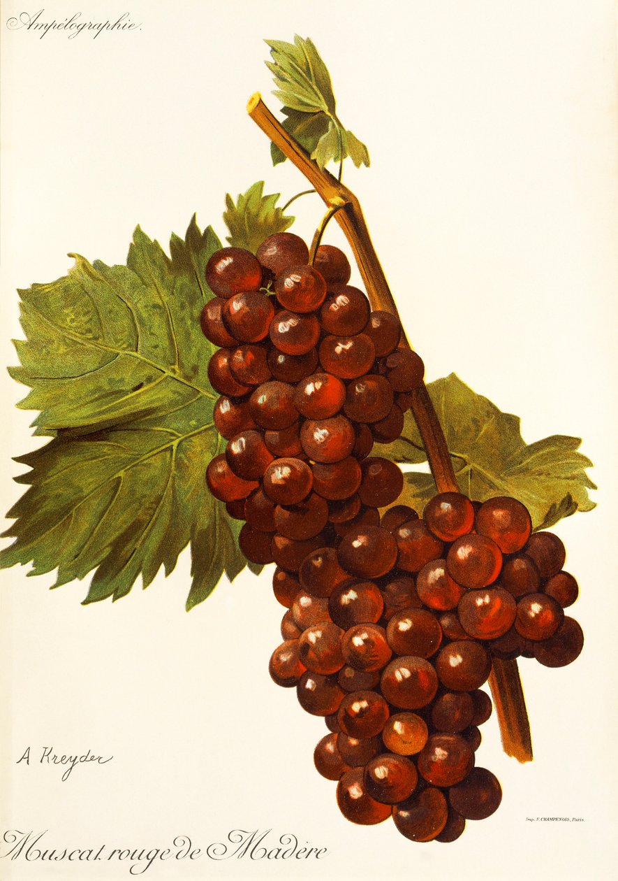 A. Kreyder tarafından Muscat Rouge de Madere üzümü by Alexis Kreyder