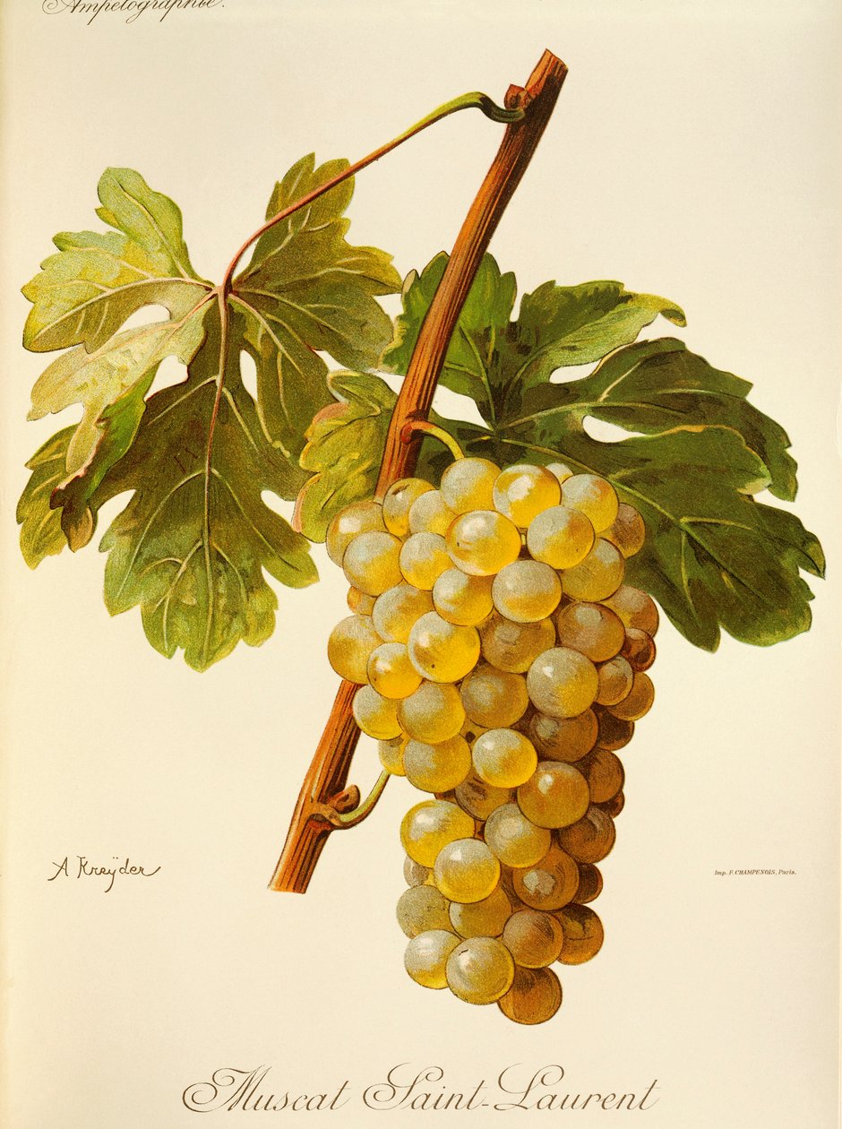 Muscat Saint-Laurent üzümü, A. Kreyder by Alexis Kreyder
