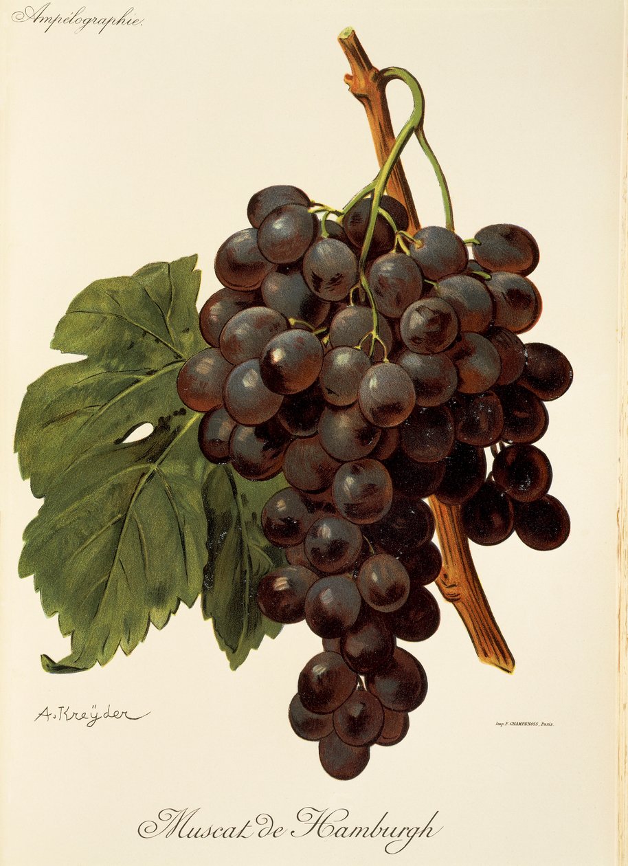 Muscat de Hamburgh üzümü, A. Kreyder by Alexis Kreyder