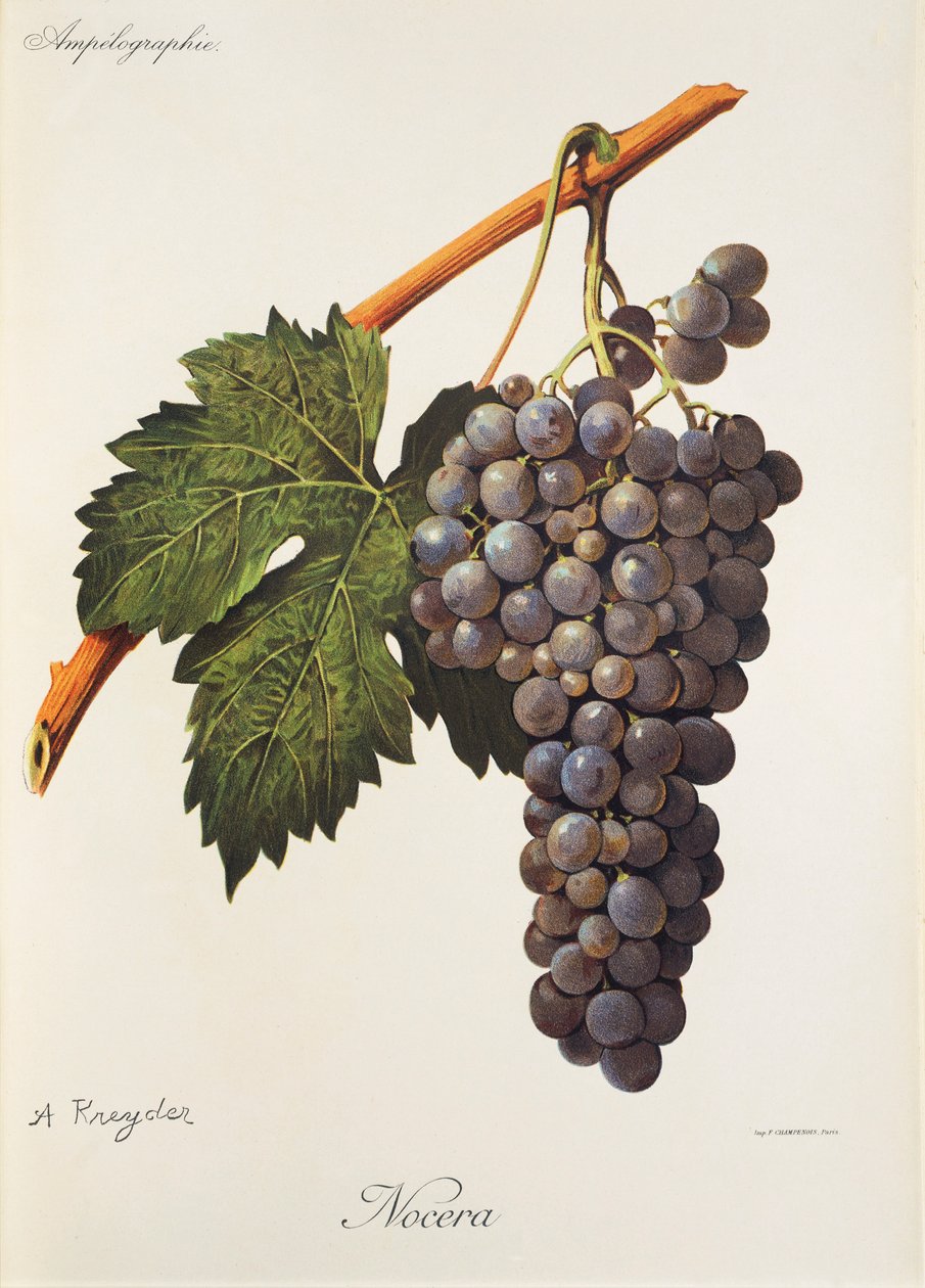 Nocera üzümü, A. Kreyder by Alexis Kreyder