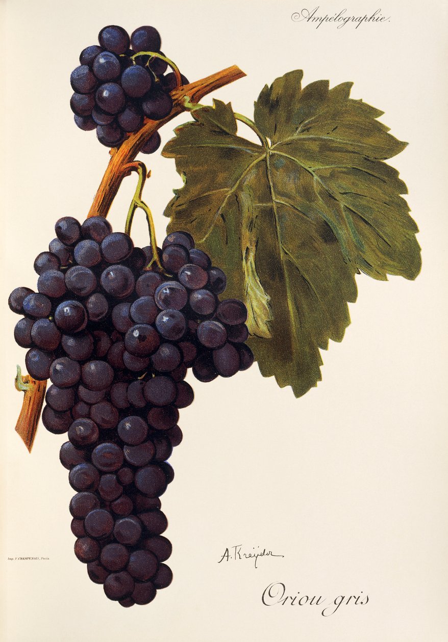 A. Kreiter