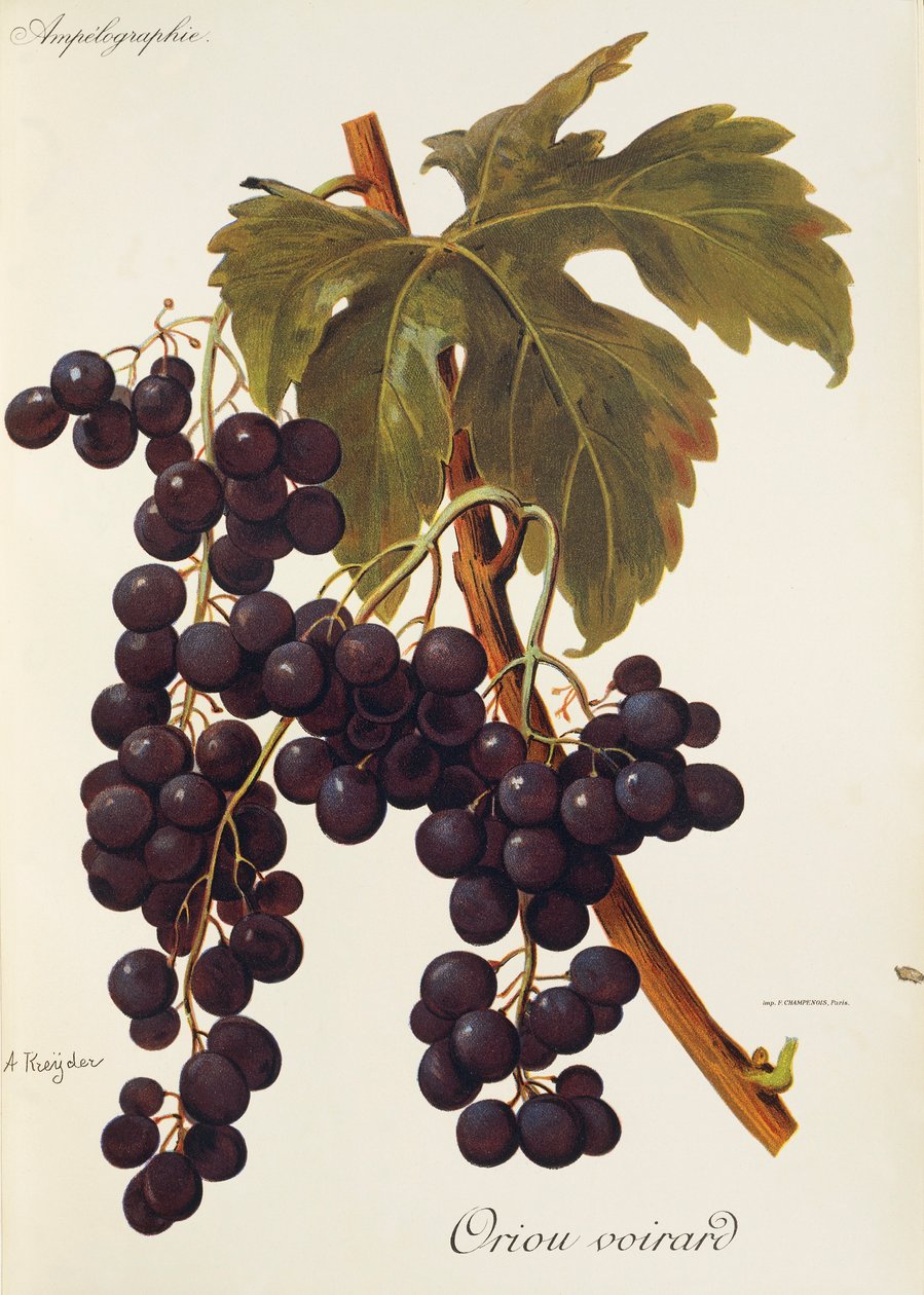 A. Kreiter