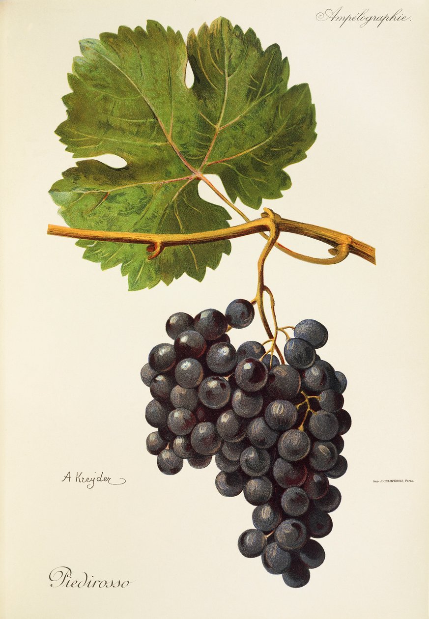 Piedirosso üzümü, A. Kreyder by Alexis Kreyder