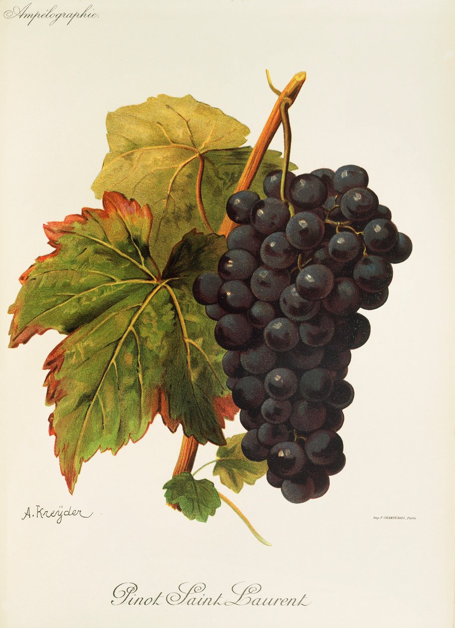 Pinot Saint Laurent üzümü, A. Kreyder by Alexis Kreyder