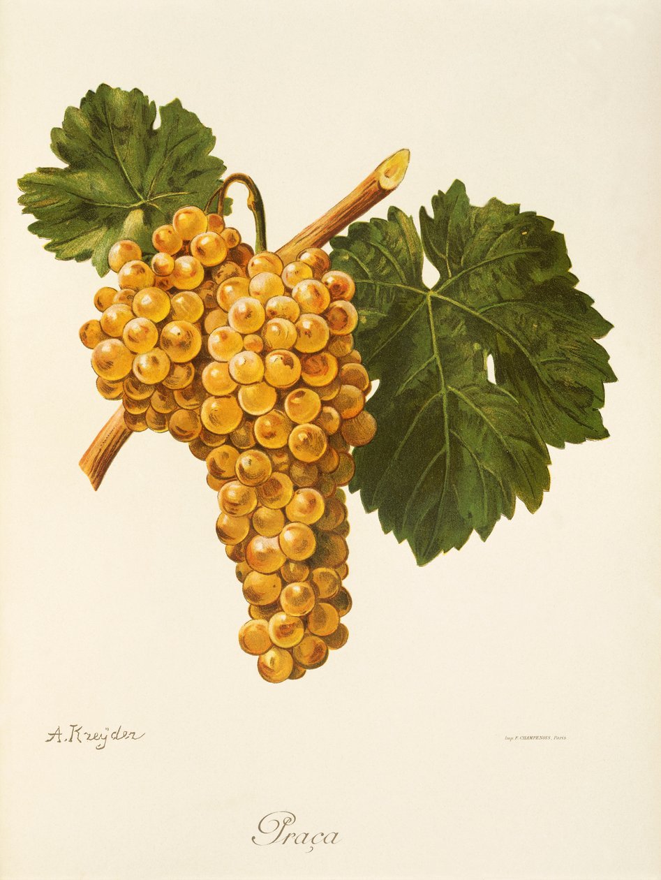 Çalışma üzümü, A. Kreyder by Alexis Kreyder