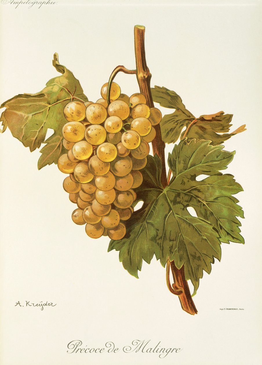 Precoce de Malingre üzümü, A. Kreyder by Alexis Kreyder