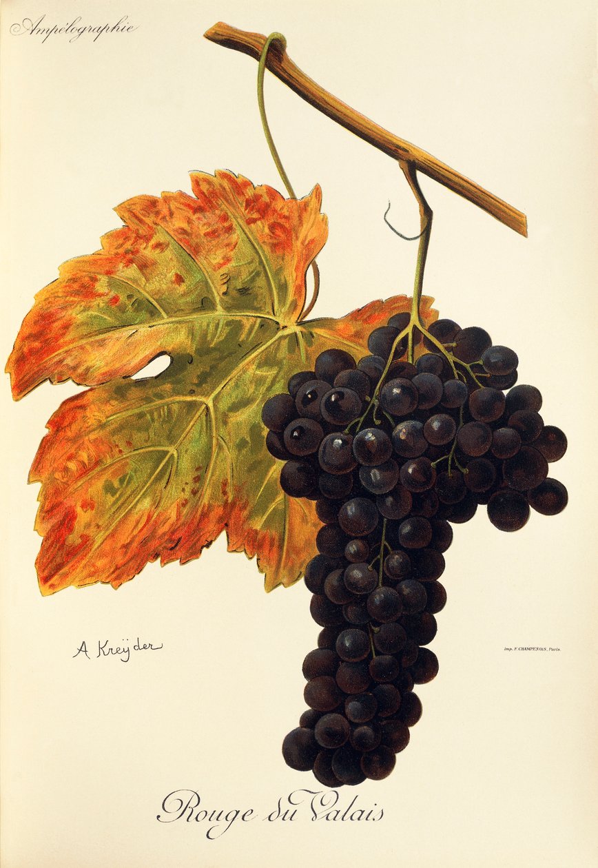 A. Kreyder tarafından Rouge du Valais üzümü by Alexis Kreyder