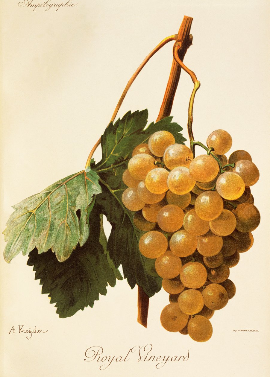 Royal Vineyard üzüm, A. Kreyder by Alexis Kreyder