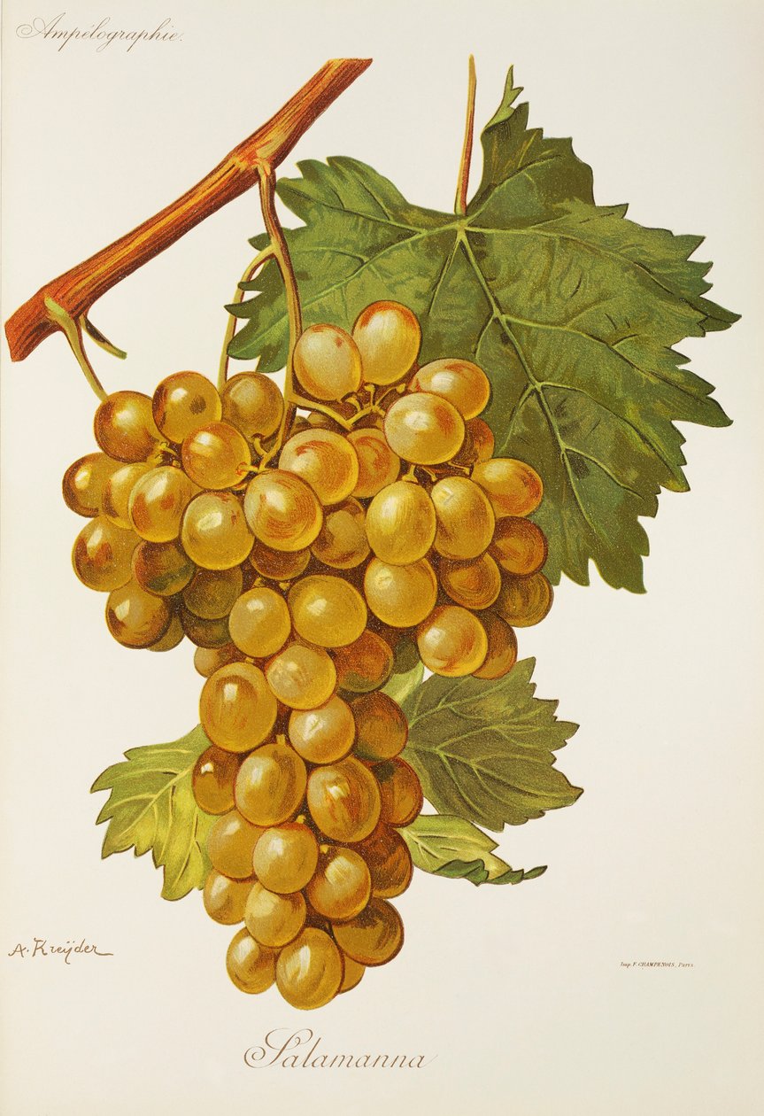 Salamanna üzümü, A. Kreyder by Alexis Kreyder