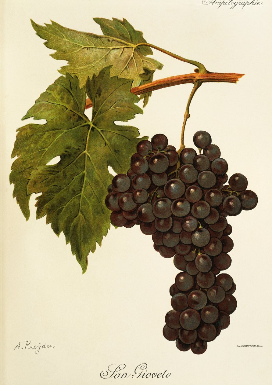 A. Kreyder tarafından San Gioveto üzümü by Alexis Kreyder