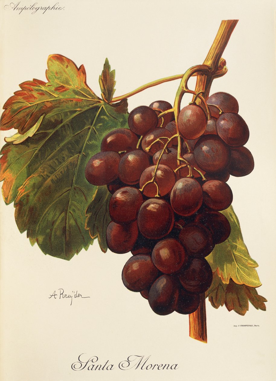 A. Kreyder tarafından Santa Morena üzümü by Alexis Kreyder