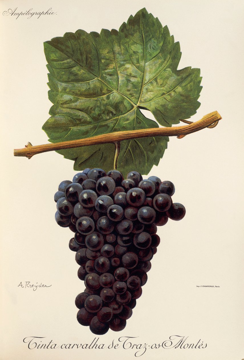 A. Kreyder tarafından Traz-os-Montes üzümünden Carvalha boyası by Alexis Kreyder