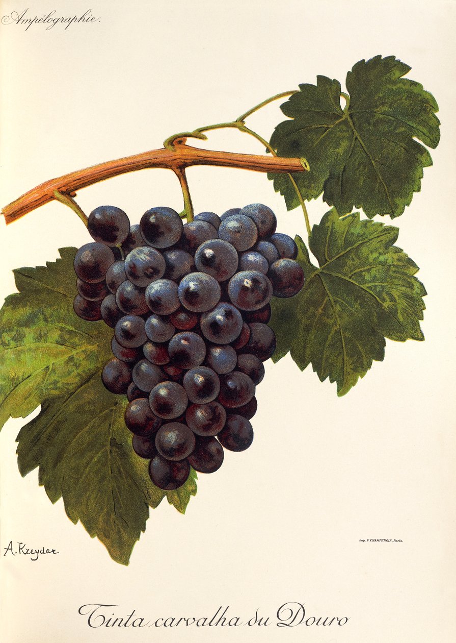 A. Kreyder tarafından Carvalha du Douro üzüm boyası by Alexis Kreyder