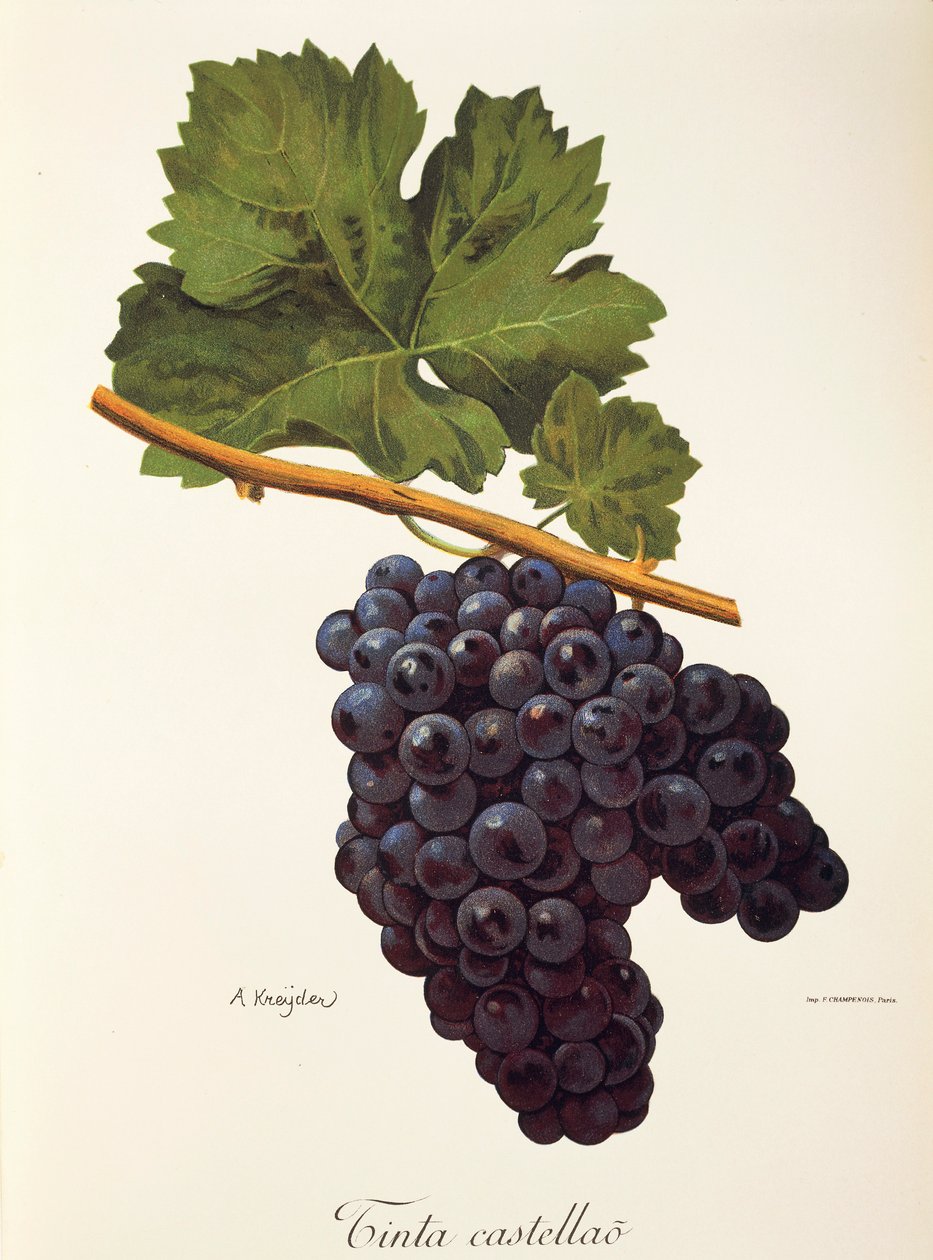 A. Kreyder tarafından Castellao üzüm mürekkebi by Alexis Kreyder