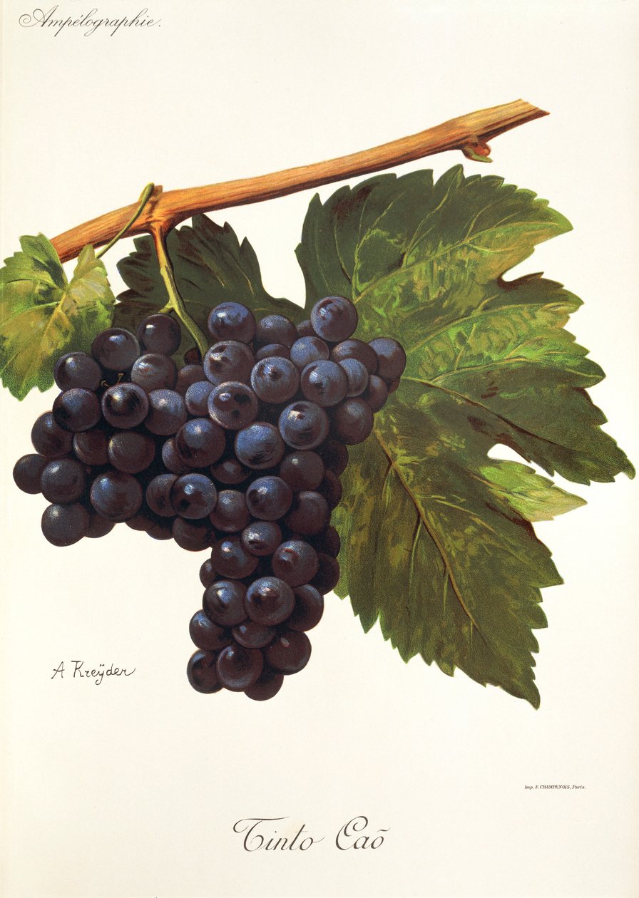 A. Kreyder tarafından Tinto Cao üzümü by Alexis Kreyder