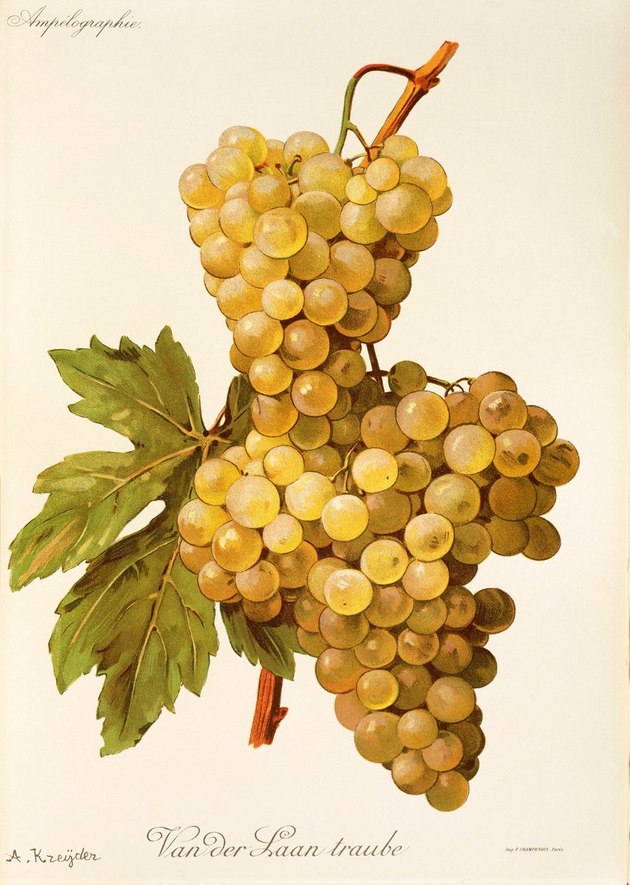 Van der Laan Traube üzümü, A. Kreyder by Alexis Kreyder