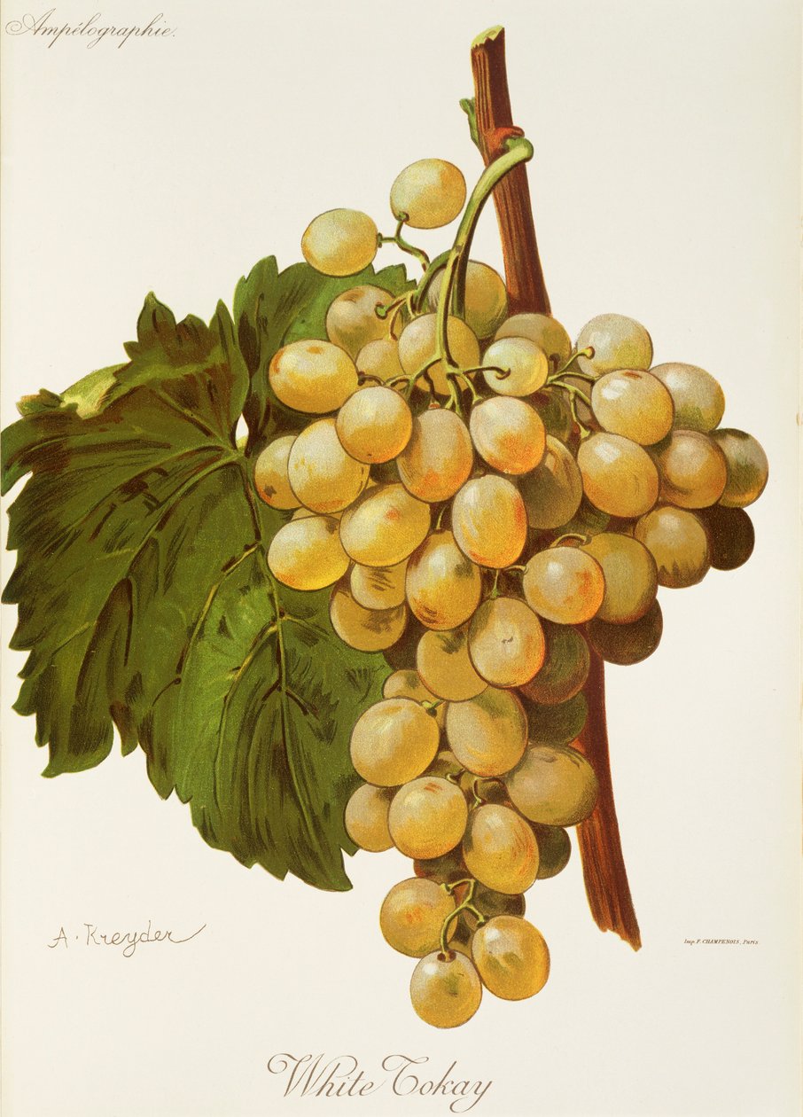 Beyaz Tokay üzümü, A. Kreyder by Alexis Kreyder