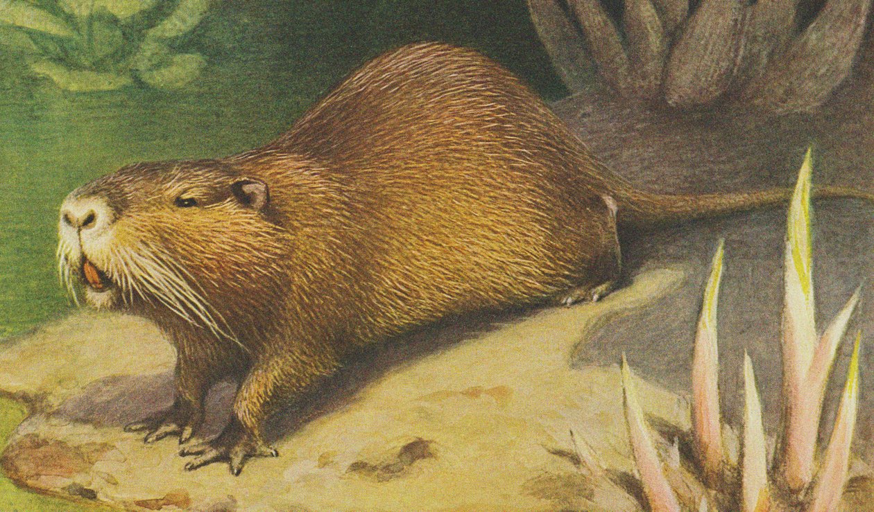 Coypu c.1900 by Alfred Brehm