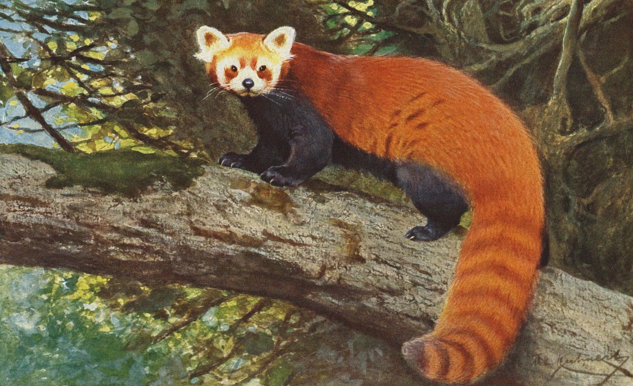 Kızıl Panda c.1900 by Alfred Brehm