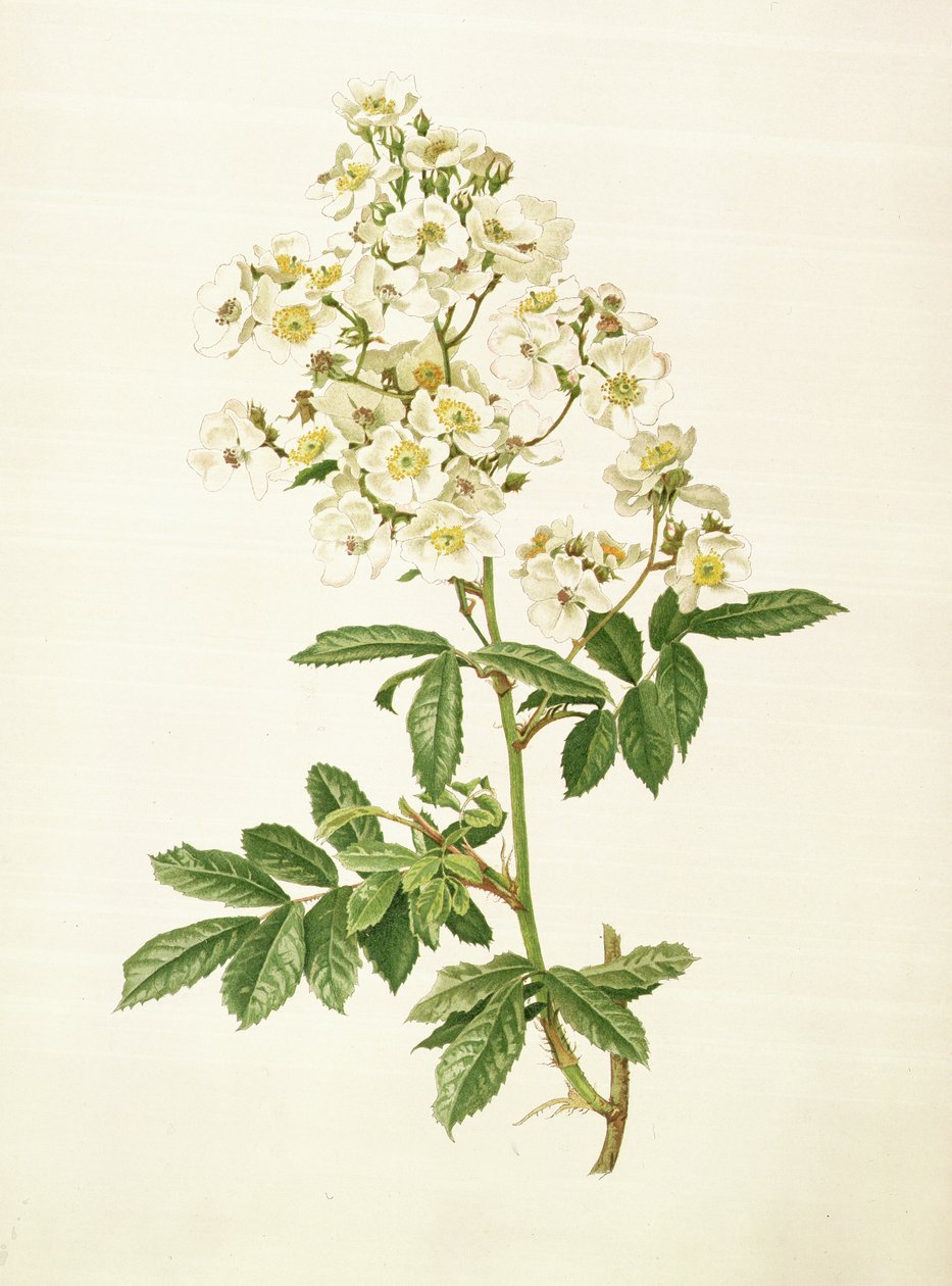 Rosa multiflorası by Alfred Parsons