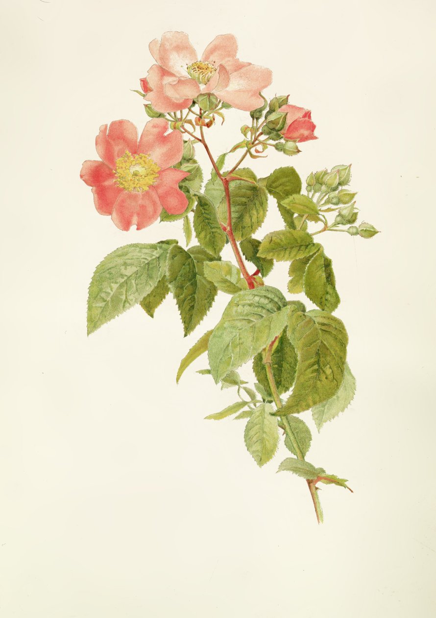 Rosa setigera (Çayır Gülü), Alfred Parsons (1847-1920) by Alfred Parsons