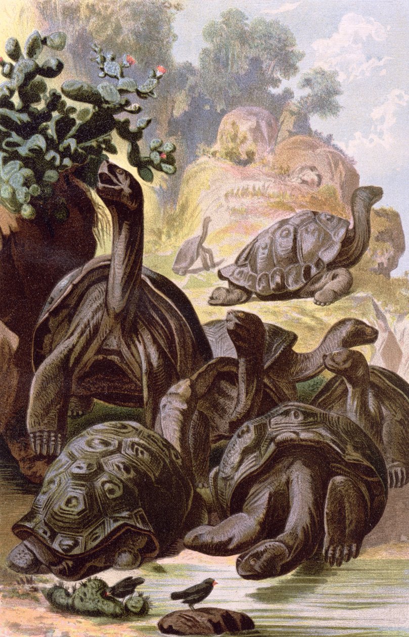 Galapagos Adaları