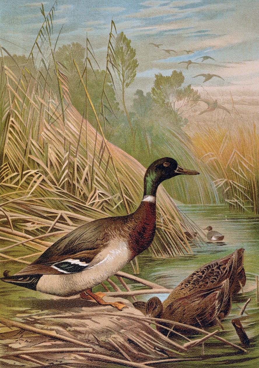 Mallards, bir Macar doğa tarihi kitabından illüstrasyon, 1904 by Alfred Brehm