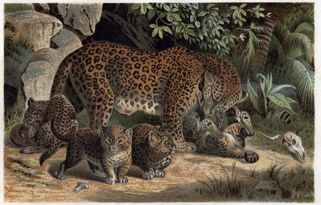 Panter ve yavrusu - Panthera, “Brehm