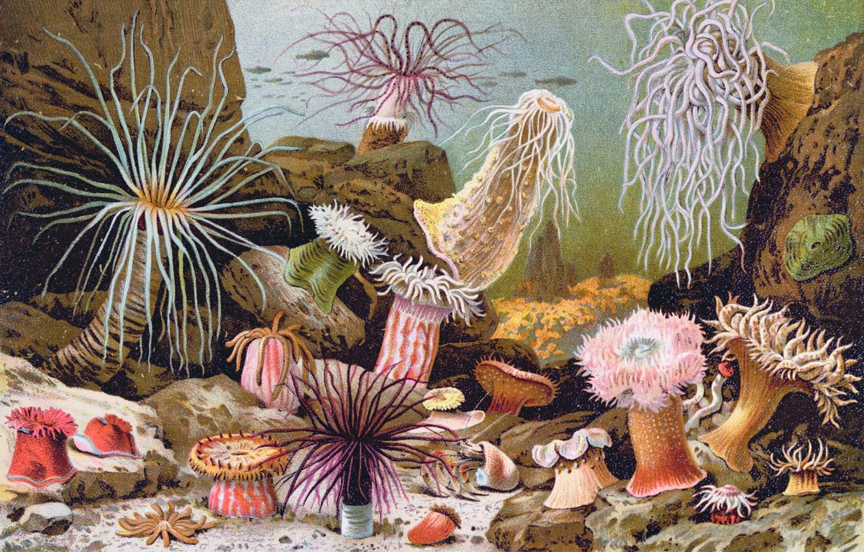 Deniz Anemonları, bir Macar doğa tarihi kitabından, c.1900 by Alfred Brehm