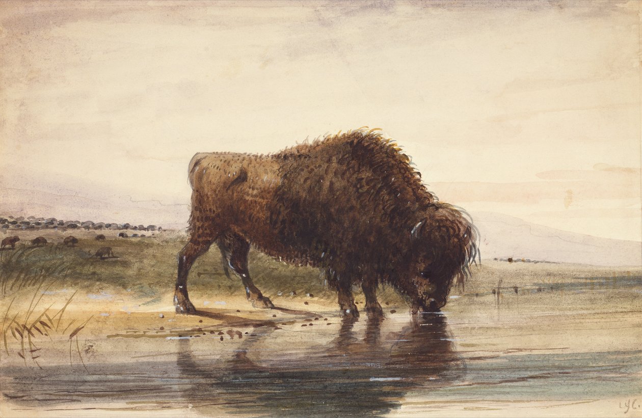 Bull Buffalo, c.1837 (kağıt üzerine suluboya) by Alfred Jacob Miller